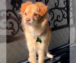 Pomeranian Dogs for adoption in Tempe, AZ, USA