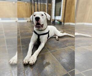 Dogo Argentino Dogs for adoption in Glenwood, GA, USA