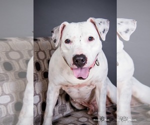 American Bulldog-American Staffordshire Terrier Mix Dogs for adoption in Houston, TX, USA