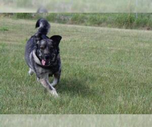 Cardigan Welsh Corgi-Unknown Mix Dogs for adoption in Grasswood, Saskatchewan, Canada
