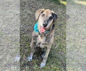 Catahoula Leopard Dog-Labrador Retriever Mix Dogs for adoption in Phoenix, AZ, USA