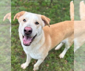 Labrador Retriever-Unknown Mix Dogs for adoption in Texas City, TX, USA