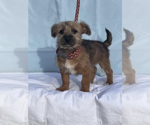 Mutt Dogs for adoption in HOPKINSVILLE/PRINCETON, KY, NH, USA