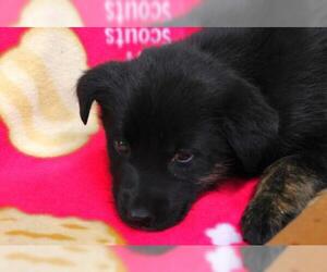 Mutt Dogs for adoption in Thief River Falls, MN, USA