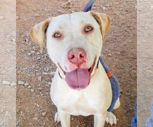 Labrador Retriever-Unknown Mix Dogs for adoption in Oro Valley, AZ, USA