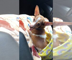 Chihuahua Dogs for adoption in Orange Grove, TX, USA