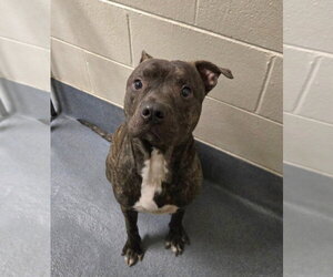 Mutt Dogs for adoption in Glen Allen, VA, USA