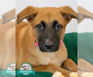 Mutt Dogs for adoption in Kennesaw, GA, USA