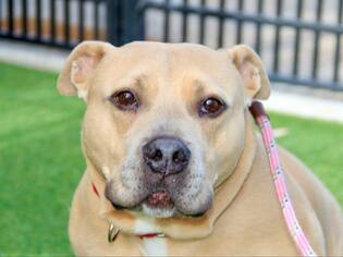 Boxer-Staffordshire Bull Terrier Mix Dogs for adoption in Grass Valley, CA, USA