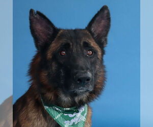 Mutt Dogs for adoption in Pasadena, CA, USA