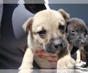 Staffordshire Bull Terrier-Unknown Mix Dogs for adoption in Houston, TX, USA