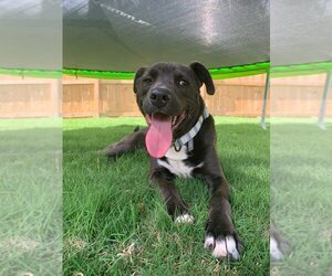 Labrador Retriever-Unknown Mix Dogs for adoption in garner, NC, USA