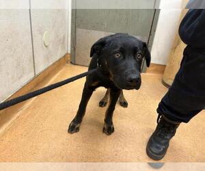 Labrottie Dogs for adoption in Martinez, CA, USA