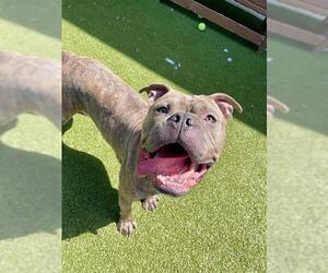 American Staffordshire Terrier-Unknown Mix Dogs for adoption in Dedham, MA, USA