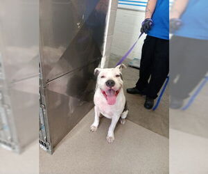 Mutt Dogs for adoption in San Bernardino, CA, USA