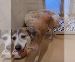 Boxador Dogs for adoption in Derwood, MD, USA
