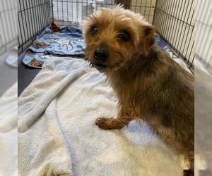 Mutt Dogs for adoption in Madison, WI, USA