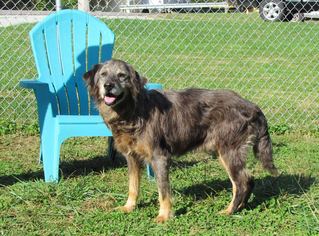 Australian Retriever Dogs for adoption in Batavia, OH, USA