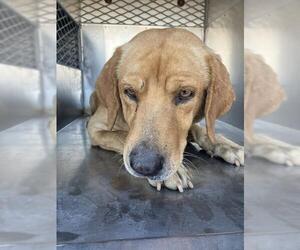 Labrador Retriever-Unknown Mix Dogs for adoption in Corpus Christi, TX, USA