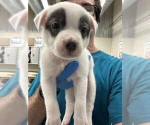 Labrador Retriever-Unknown Mix Dogs for adoption in Waco, TX, USA