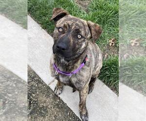American Pit Bull Terrier-Unknown Mix Dogs for adoption in Elk Grove, CA, USA