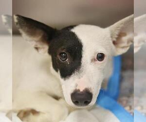 Chihuahua-Unknown Mix Dogs for adoption in San Antonio, TX, USA