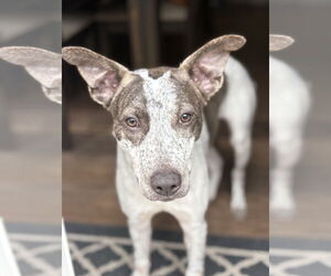 Mutt Dogs for adoption in Woodbury, NY, USA