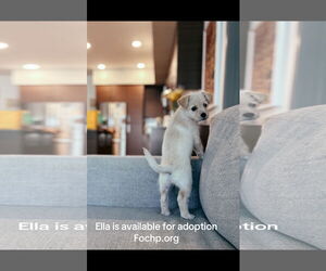 Mutt Dogs for adoption in Menifee, CA, USA