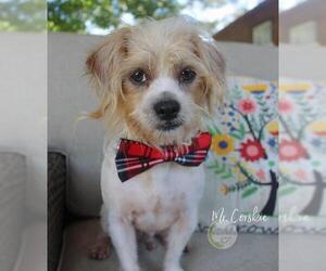 Care-Tzu Dogs for adoption in Benton, LA, USA