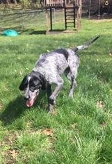 German Wirehaired Pointer Dogs for adoption in Oak Ridge, NJ, USA