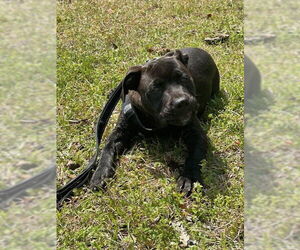 Bulldog-Labrador Retriever Mix Dogs for adoption in Tarrytown, GA, USA