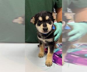 German Shepherd Dog Dogs for adoption in Riverside, CA, USA