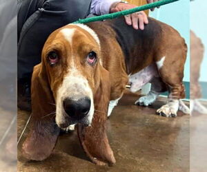 Basset Hound Dogs for adoption in Deepwater, NJ, USA