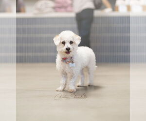 Maltipoo Dogs for adoption in Marina Del Rey, CA, USA