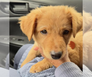 Mutt Dogs for adoption in Brooklyn, NY, USA