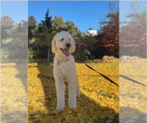 Goldendoodle Dogs for adoption in San Martin, CA, USA