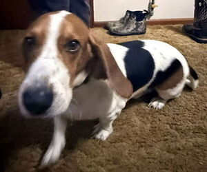 Bagle Hound Dogs for adoption in Deepwater, NJ, USA