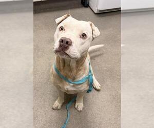 Mutt Dogs for adoption in HESPERIA, CA, USA