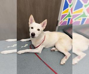 Siberian Husky Dogs for adoption in Baytown, TX, USA