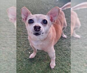 Chihuahua Dogs for adoption in Woodland, CA, USA