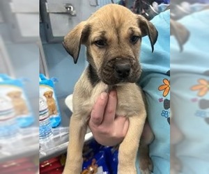 Great Dane-Siberian Husky Mix Dogs for adoption in Evansville, IN, USA