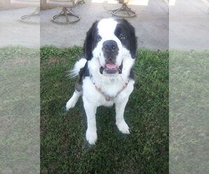 Saint Bernard Dogs for adoption in Omaha, NE, USA