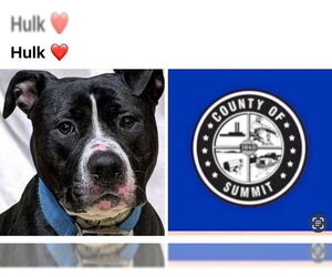 Bullypit Dogs for adoption in Akron, OH, USA