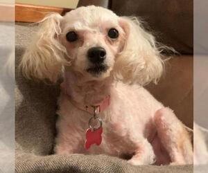 Poodle (Toy) Dogs for adoption in Potomac, MD, USA