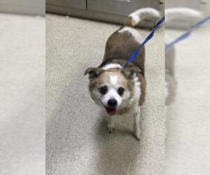 Mutt Dogs for adoption in Riverside, CA, USA