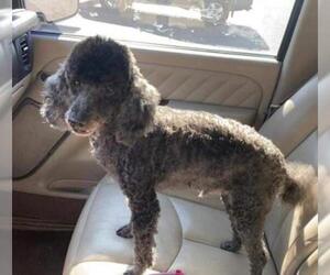Poodle (Toy) Dogs for adoption in Tonopah, AZ, USA