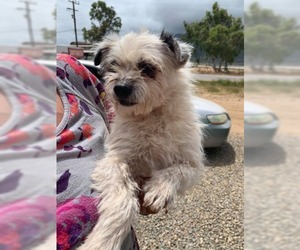Havashu Dogs for adoption in El Cajon, CA, USA