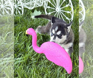 Siberian Husky Dogs for adoption in Holly Hill, SC, USA