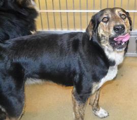Australian Shepherd-Plott Hound Mix Dogs for adoption in Rockwall, TX, USA