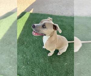 American Pit Bull Terrier-Unknown Mix Dogs for adoption in HESPERIA, CA, USA